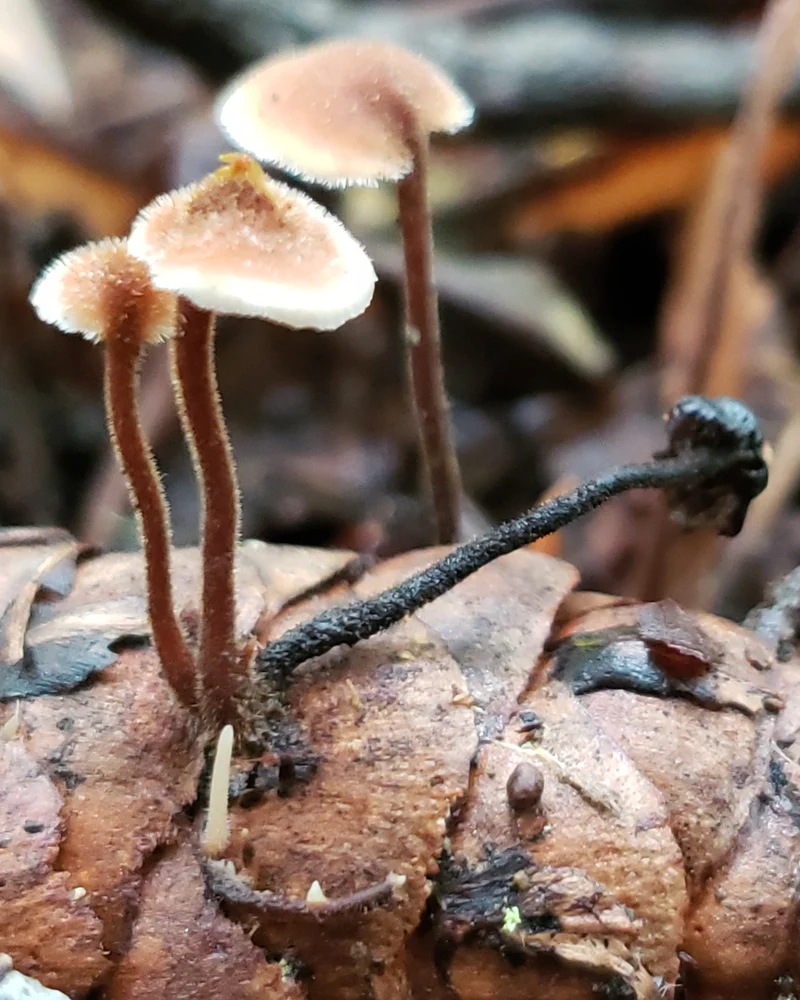 Hero image for Containers of Chaos — Part 2: How Humans Harness Limits to Build Systems