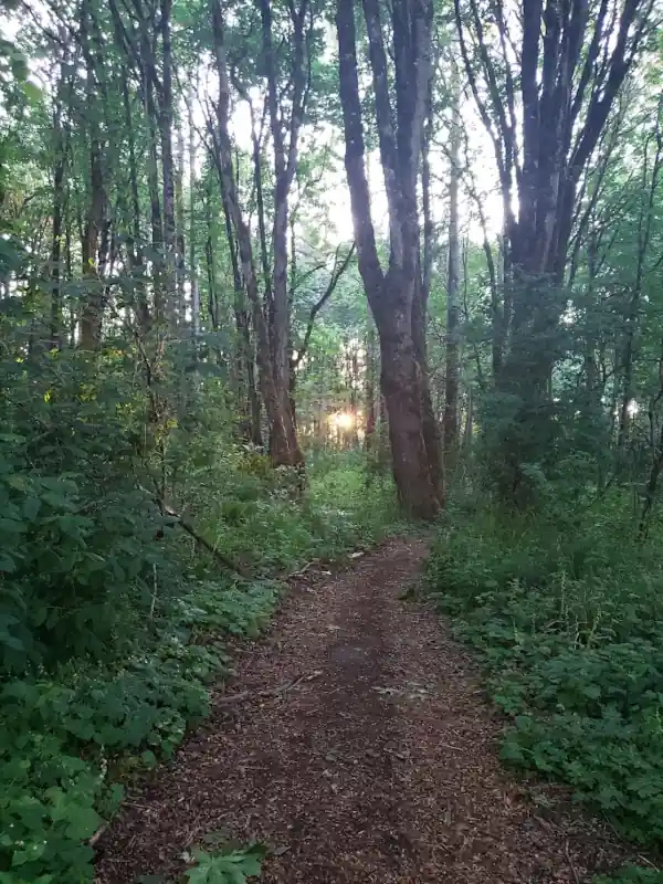Calm Forest path in Oregon
