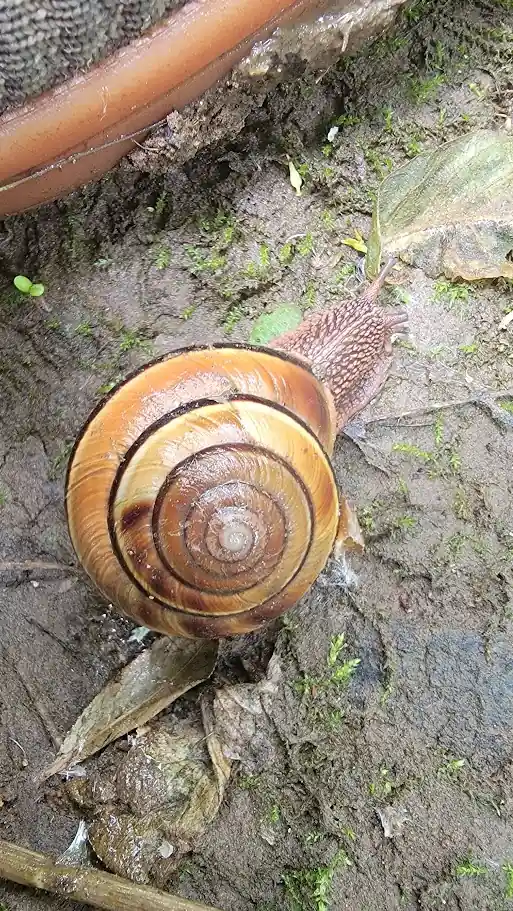 A snail showing off its spectacular shell